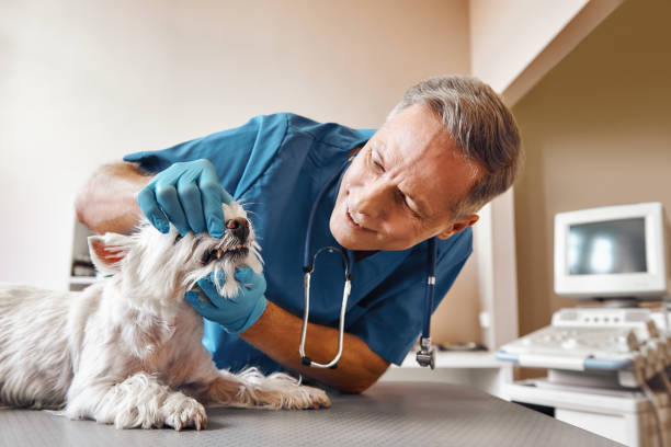 Best Emergency Root Canal Treatment in Silver Lake, KS
